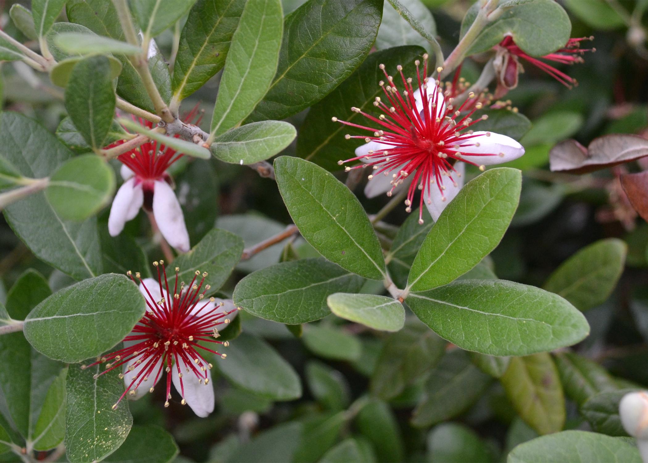 White flowers have spiky red centers.