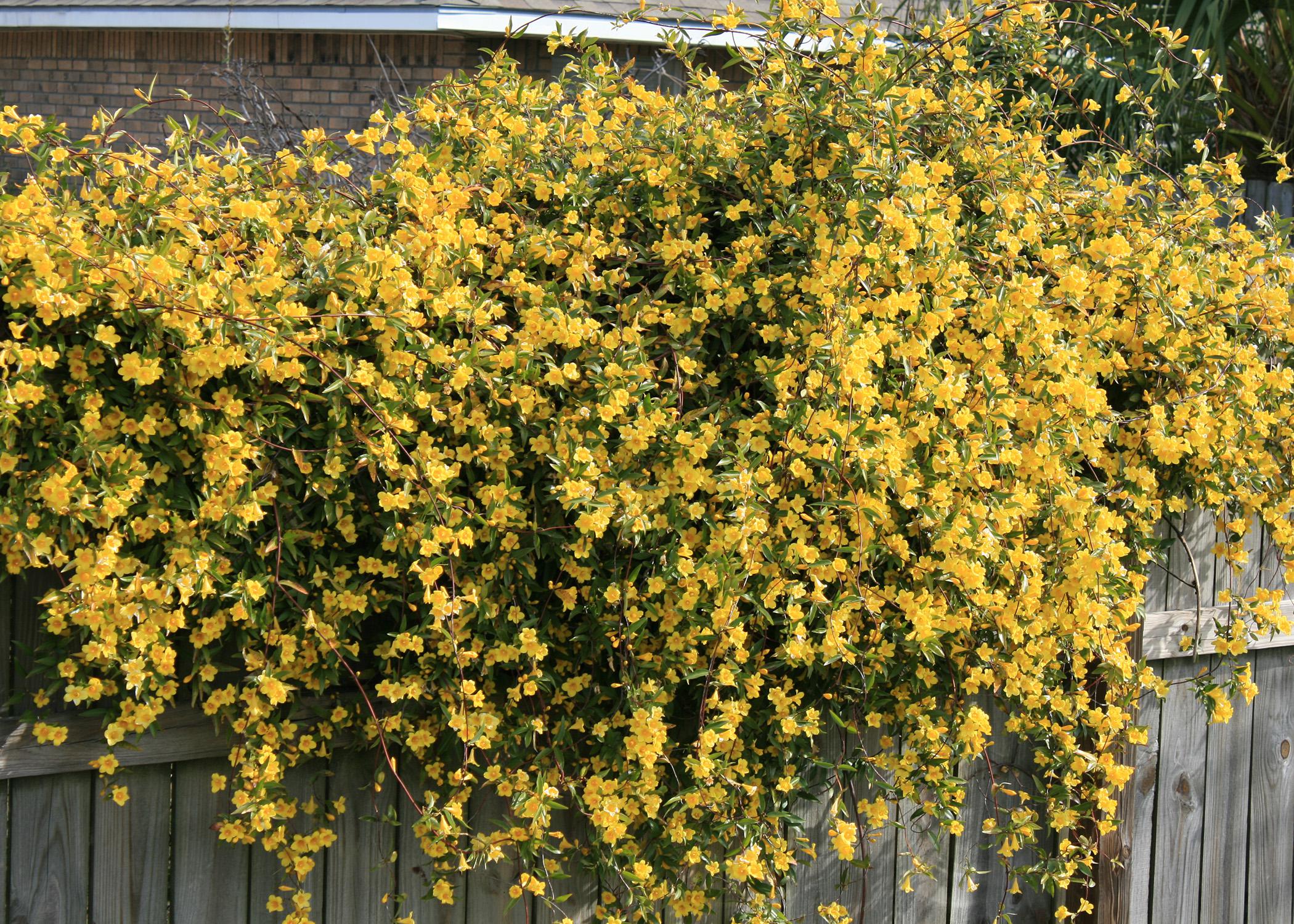 Jasmine Flower Vine