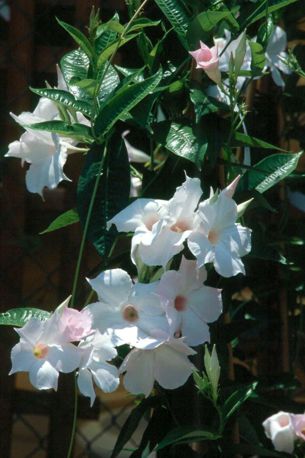 Tropical flowering vines provide color until frost | Mississippi State