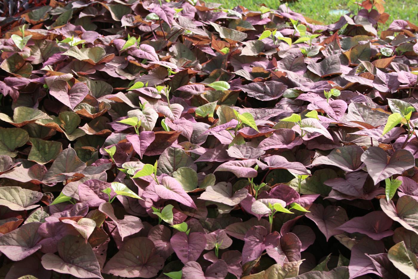 Sweet potato vine adds unique colors | Mississippi State University