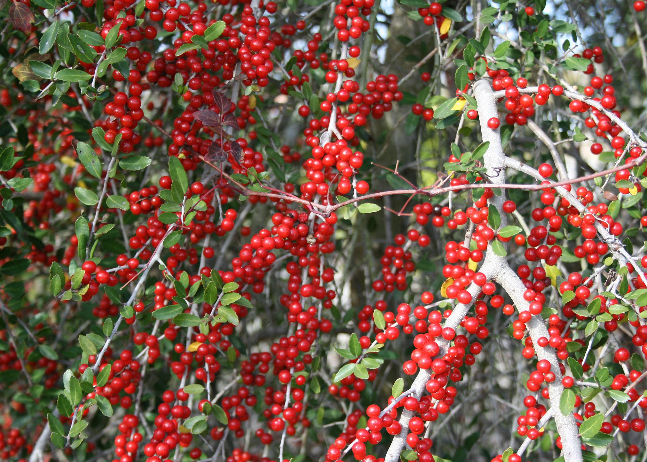 Bushes With Red Berries Offer Winter Garden Color Mississippi State University Extension Service