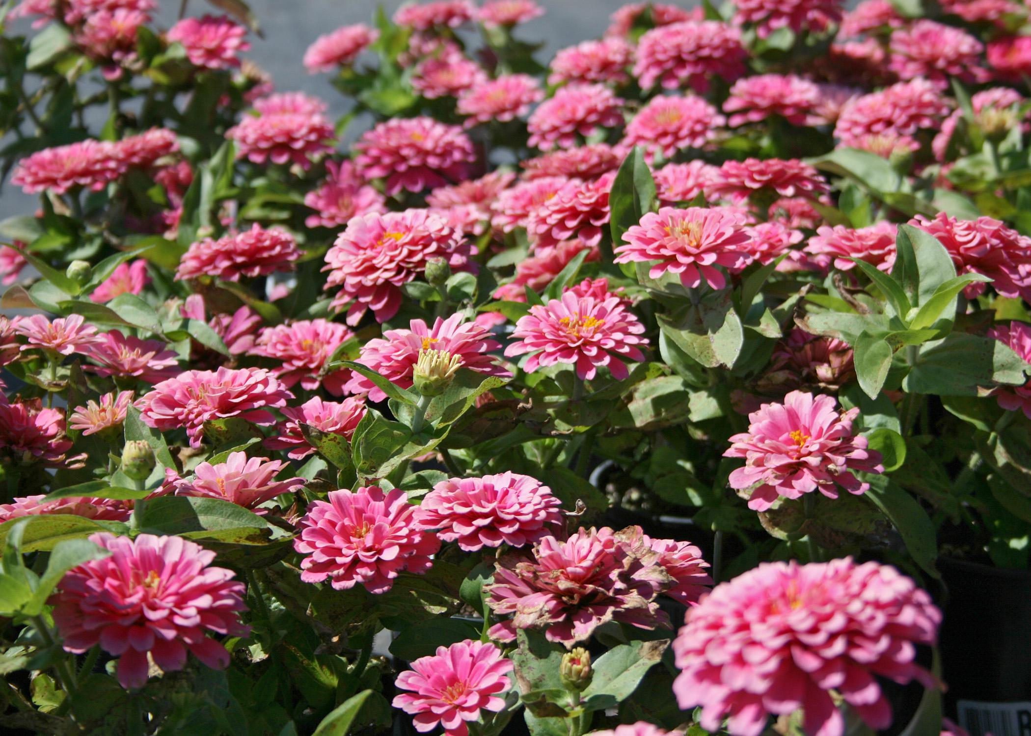 Zinnias are easy to grow, bring blooms to summer | Mississippi State