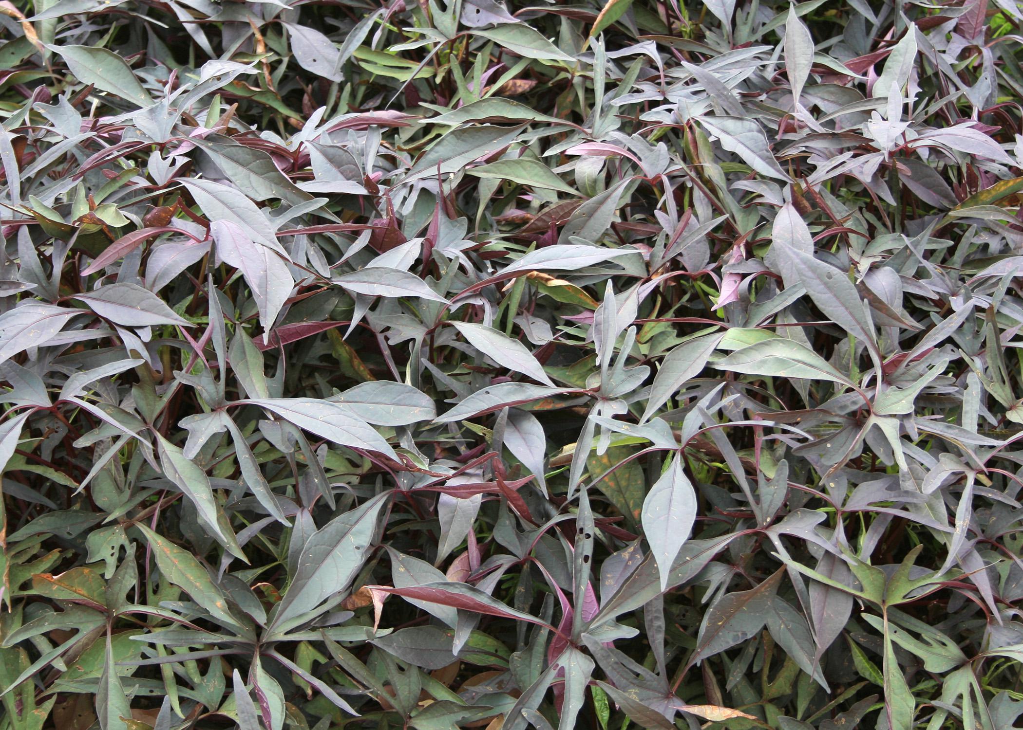 Ornamental sweet potato vines make carpet of color ...