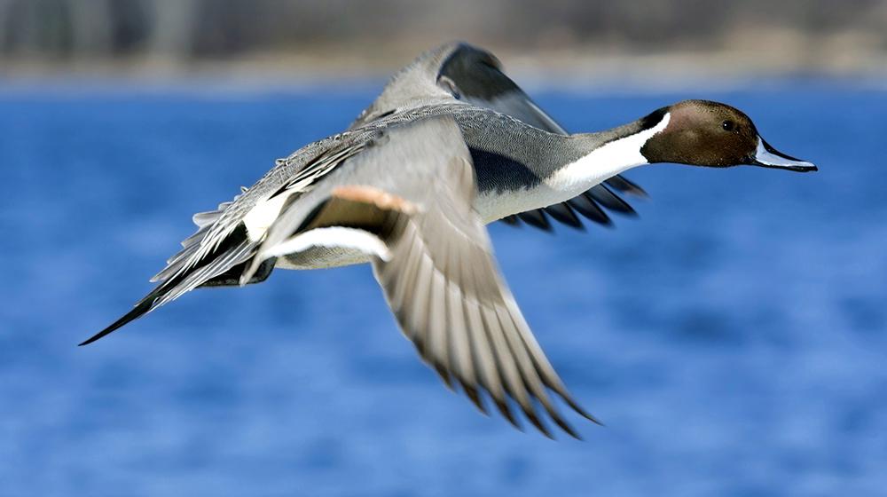 goose goose duck goose goose duck