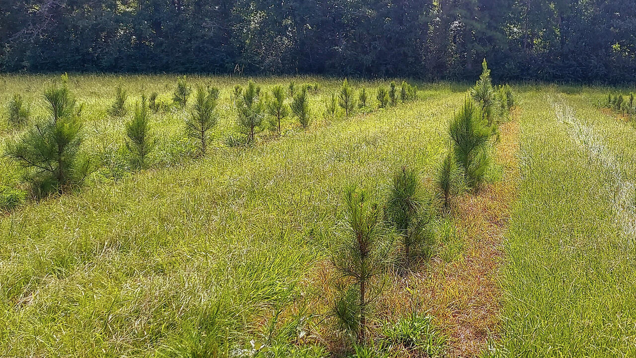 Pine tree seedlings stand in rows.