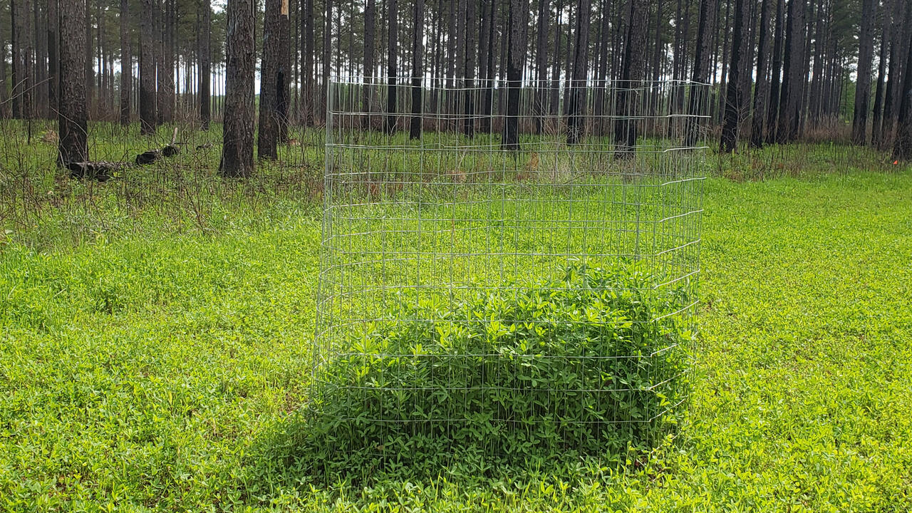 A wire cage surrounds tall green clover grass within a meadow, surrounded by shorter clover grass and a dense forest of tall trees.