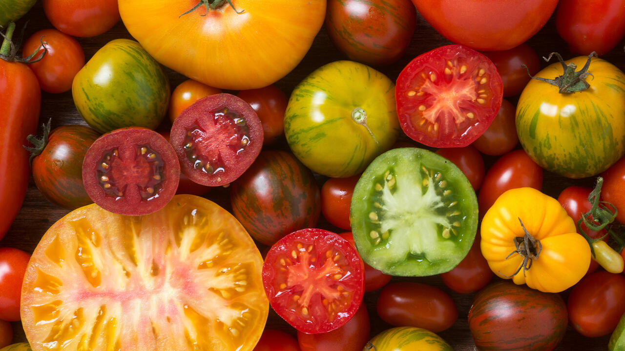 Colorful tomatoes