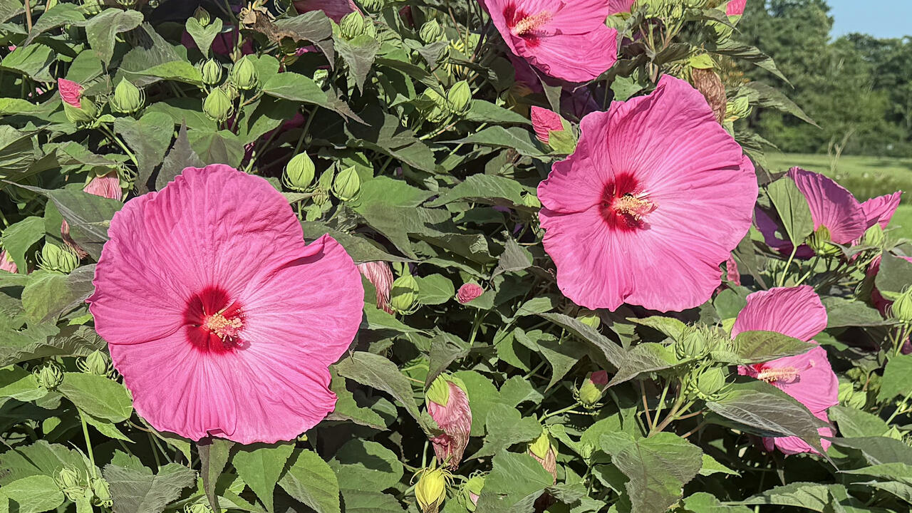 Large pink flowers bloom on a green plant.