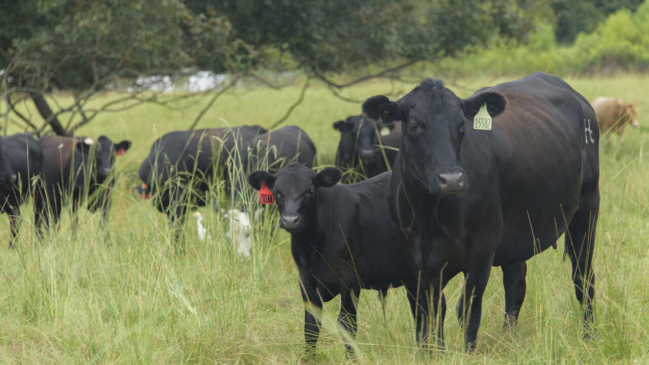 A group of black and brown beef cows stands in a field, surrounded by trees in the distance.