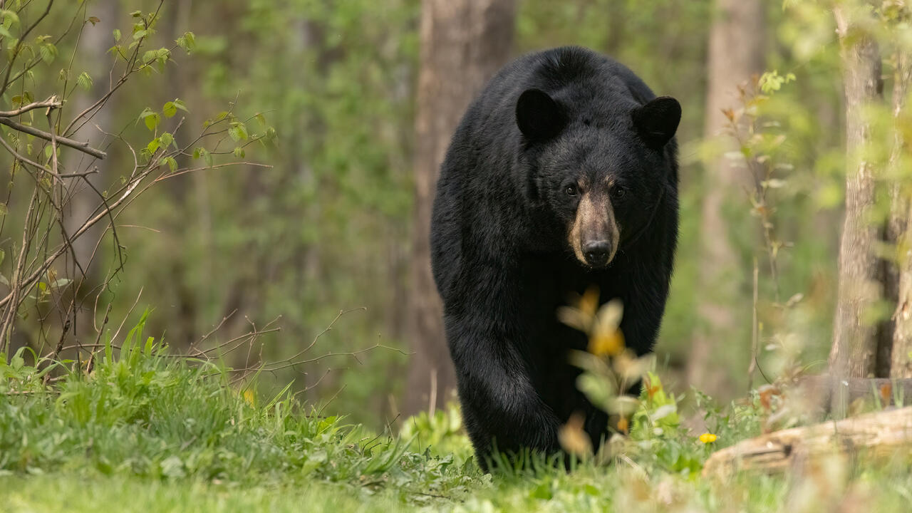 Black Bear