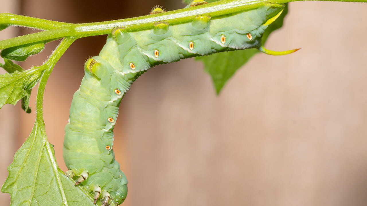 Tobacco hornworm caterpillar feeds on a tomato plant in the vegetable garden.