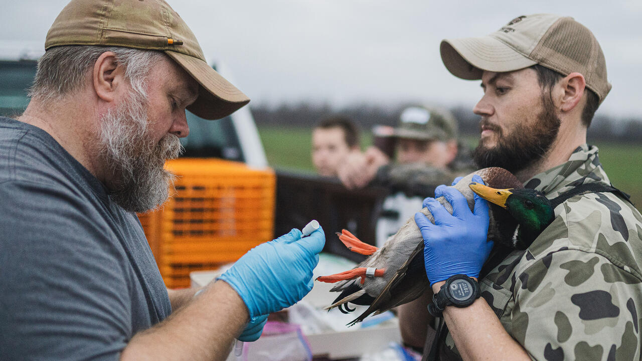 Two men wearing gloves work with a duck.