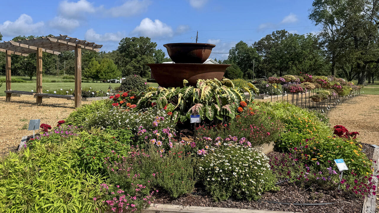 A mounding green plant grows next to flowers
