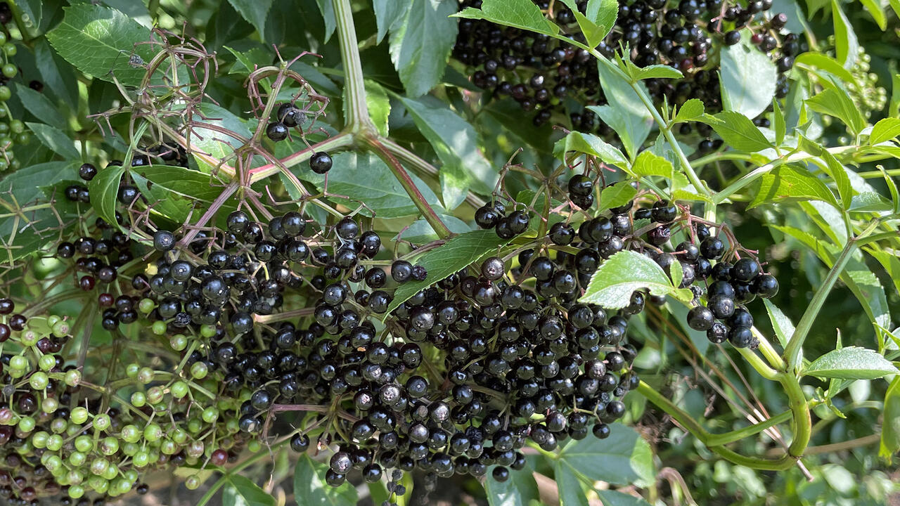 Tiny green and almost black berries grow in clusters.
