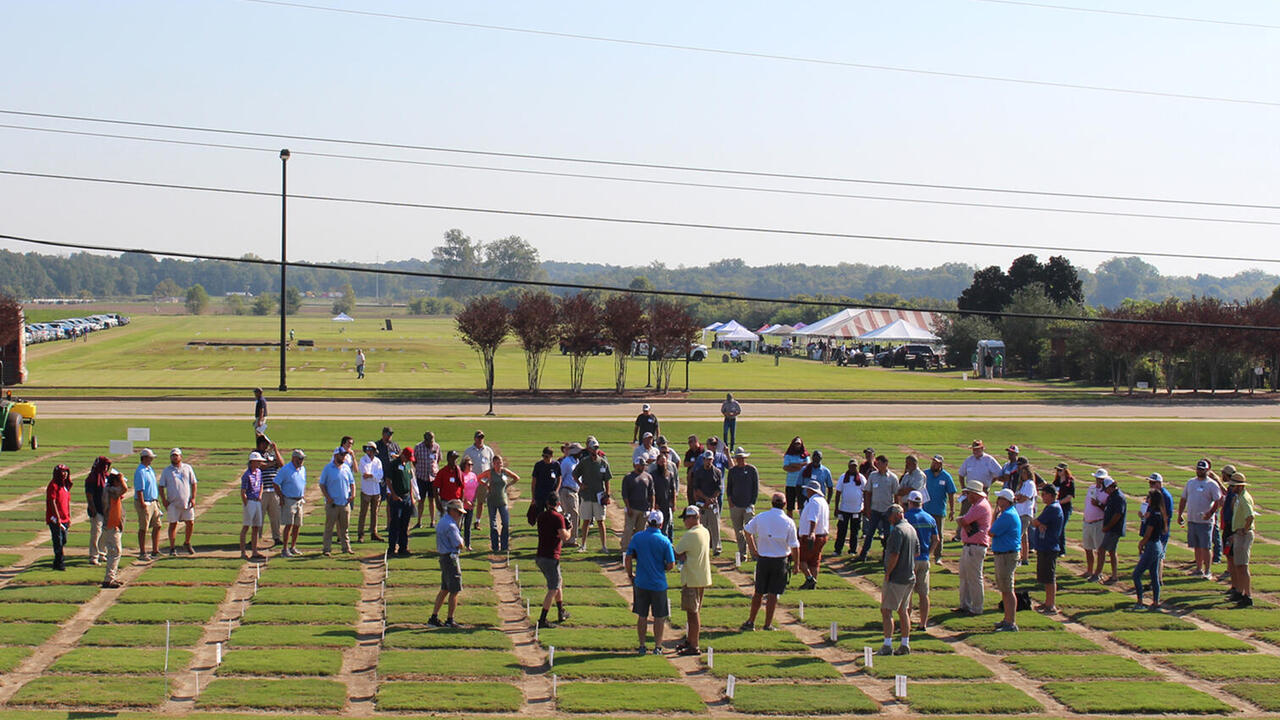 Wide shot of people inspecting turf squares