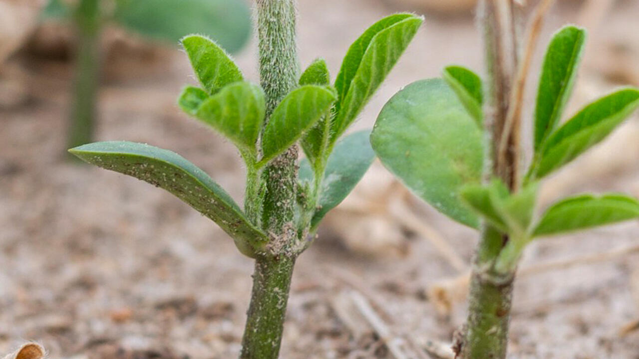 Small plants are regrowing leaves after the top was chopped off.