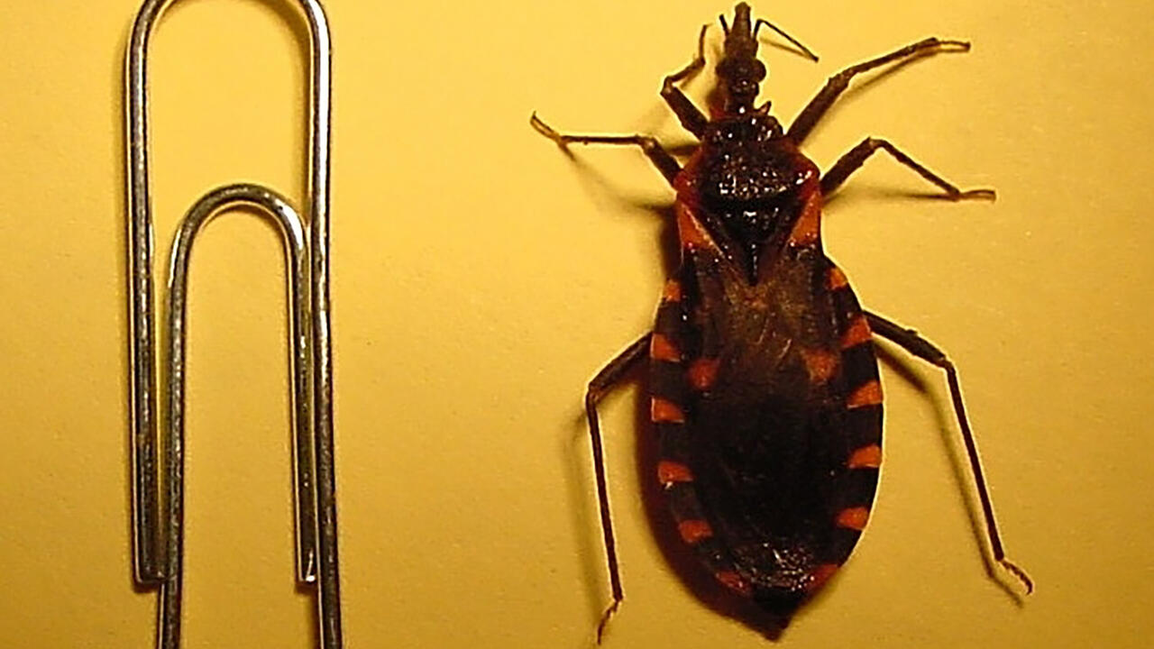 A triatomine insect sits next to a paperclip to show scale.