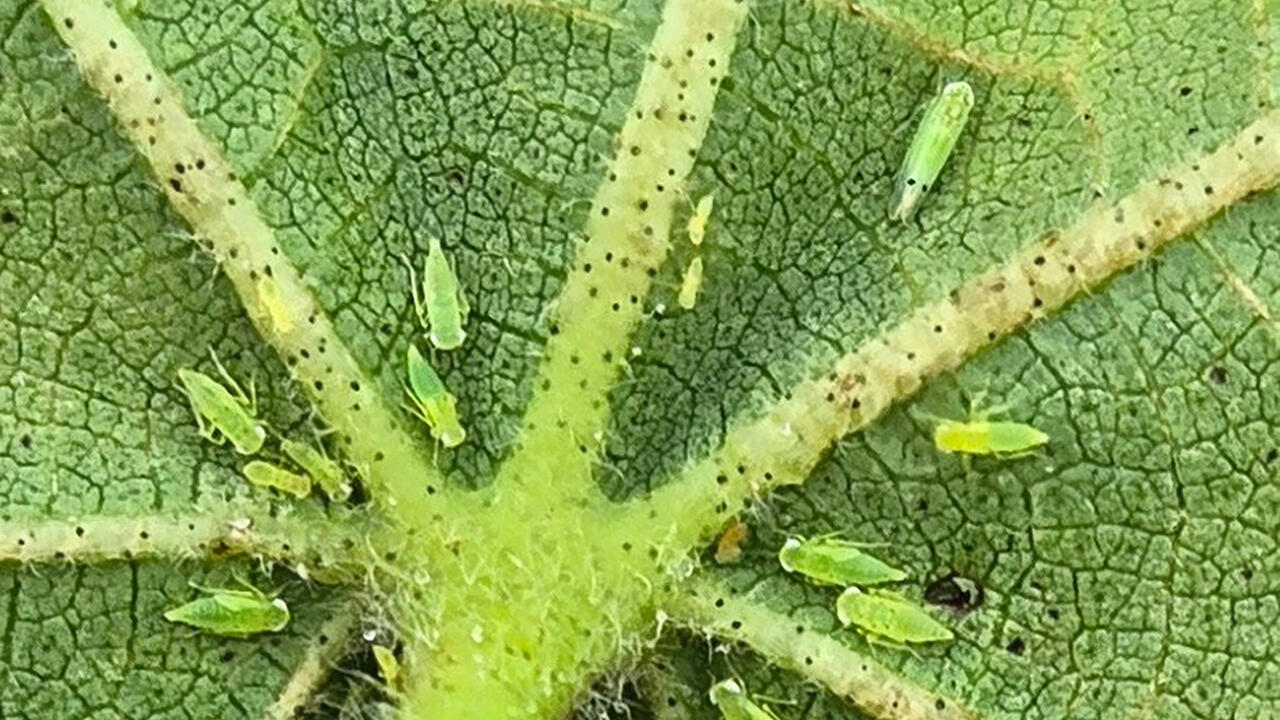 Close up of two-spotted leafhoppers on the underside of a cotton leaf.
