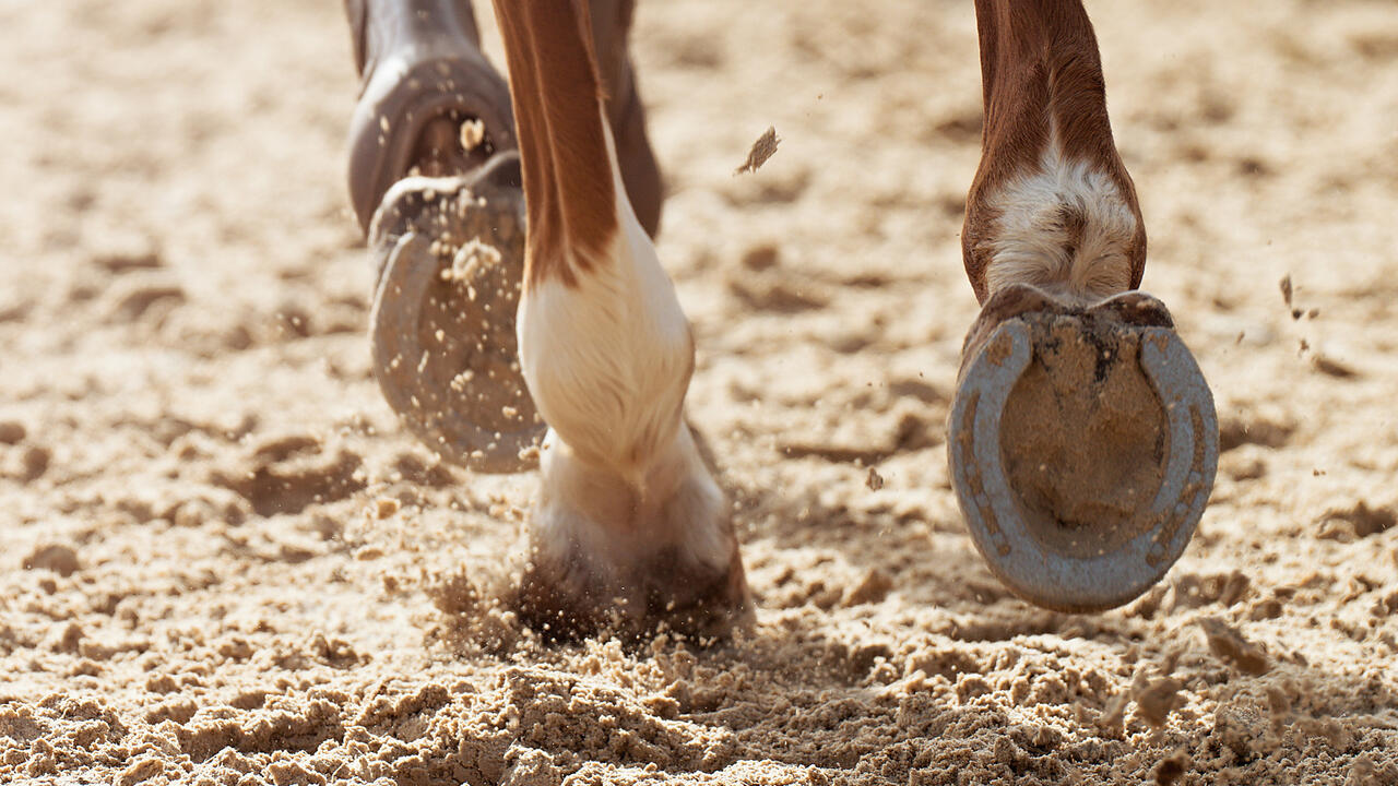 The feet of a horse showcasing a horseshoe.