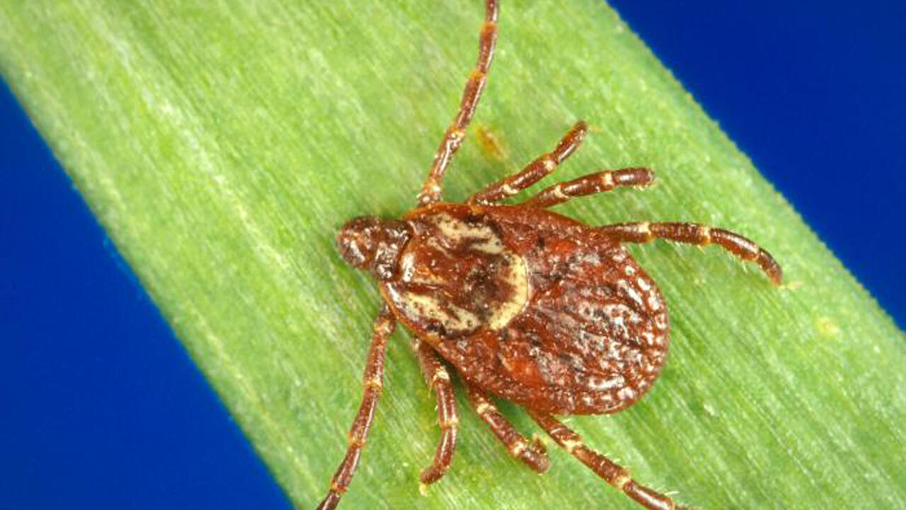 A closeup photo of an American dog tick sitting on a blade of grass.