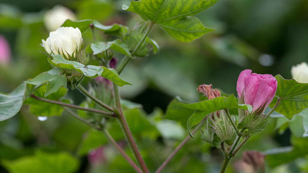 White and pink flowers bloom on a cotton plant.