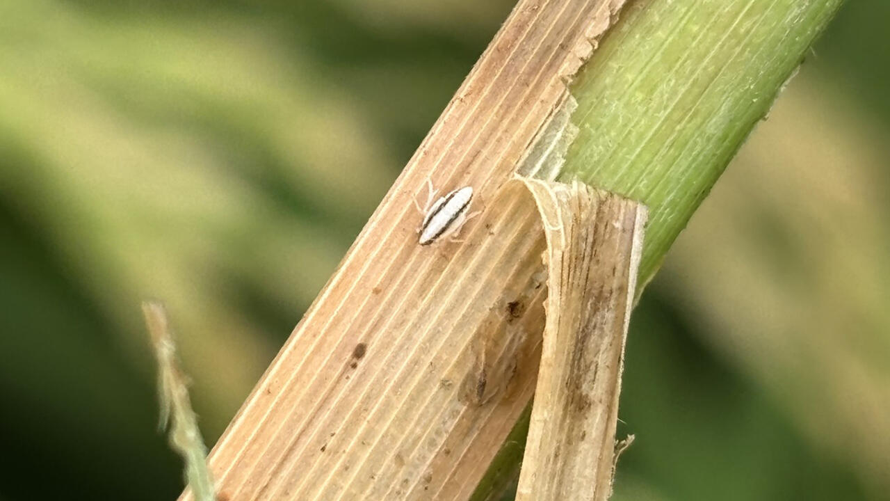 A tiny white insect is seen on the blade of a rice plant.