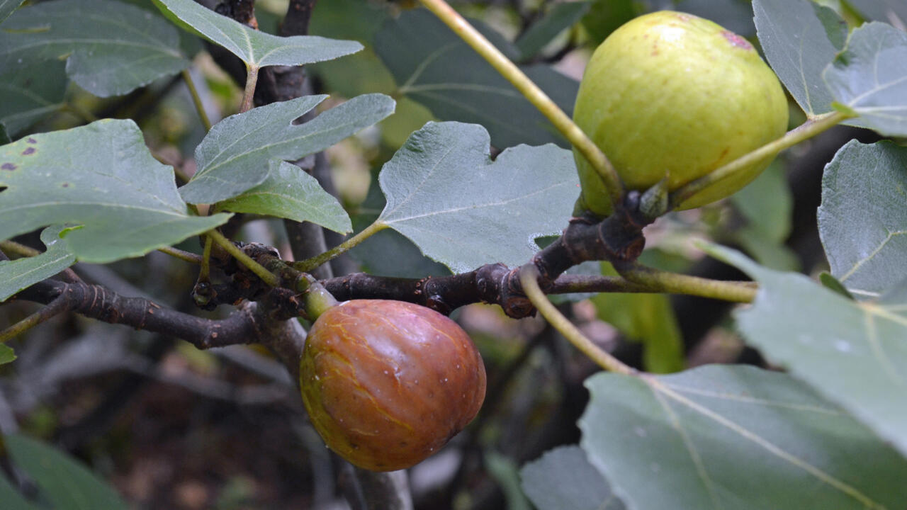 A green fig and a brown fig grown on branches.
