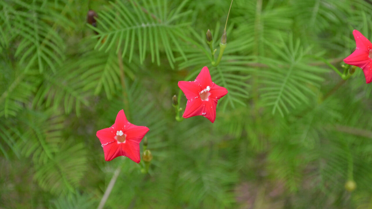 Three red flowers are star-shaped.
