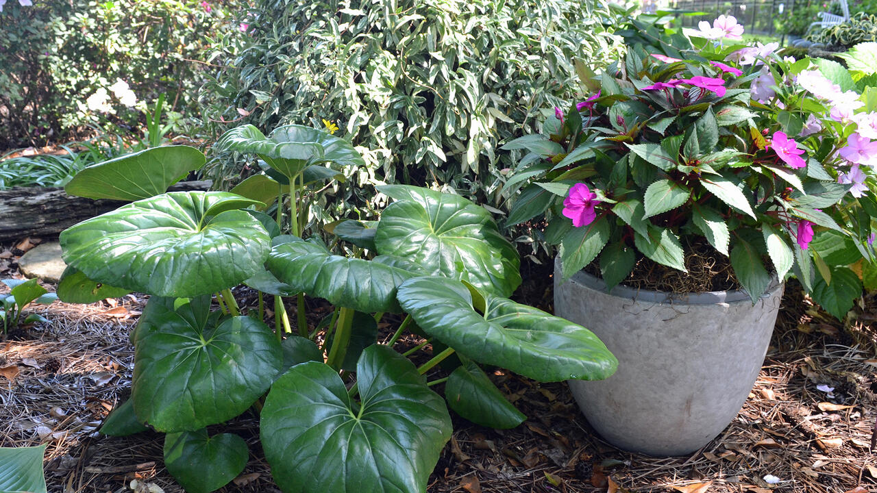 A plant with large, shiny green leaves grow beside a container of flowers.