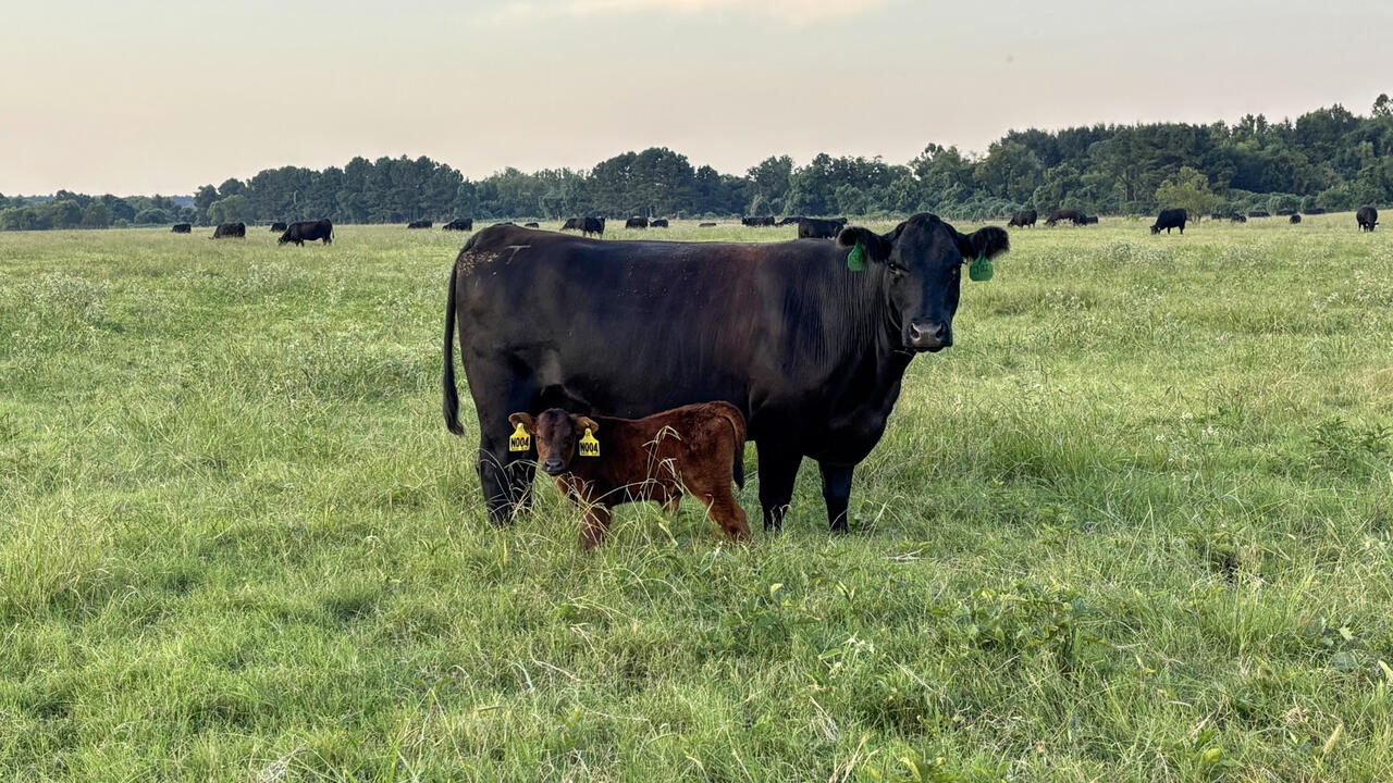 A cow and a calf stand in a pasture.