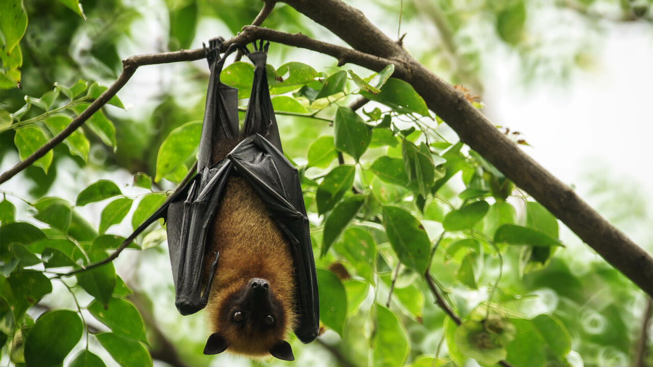 bat hanging from a tree limb
