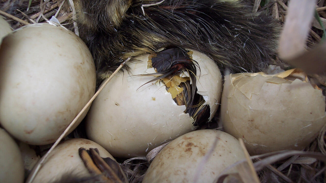 Mallards hatch from eggs in a nest.