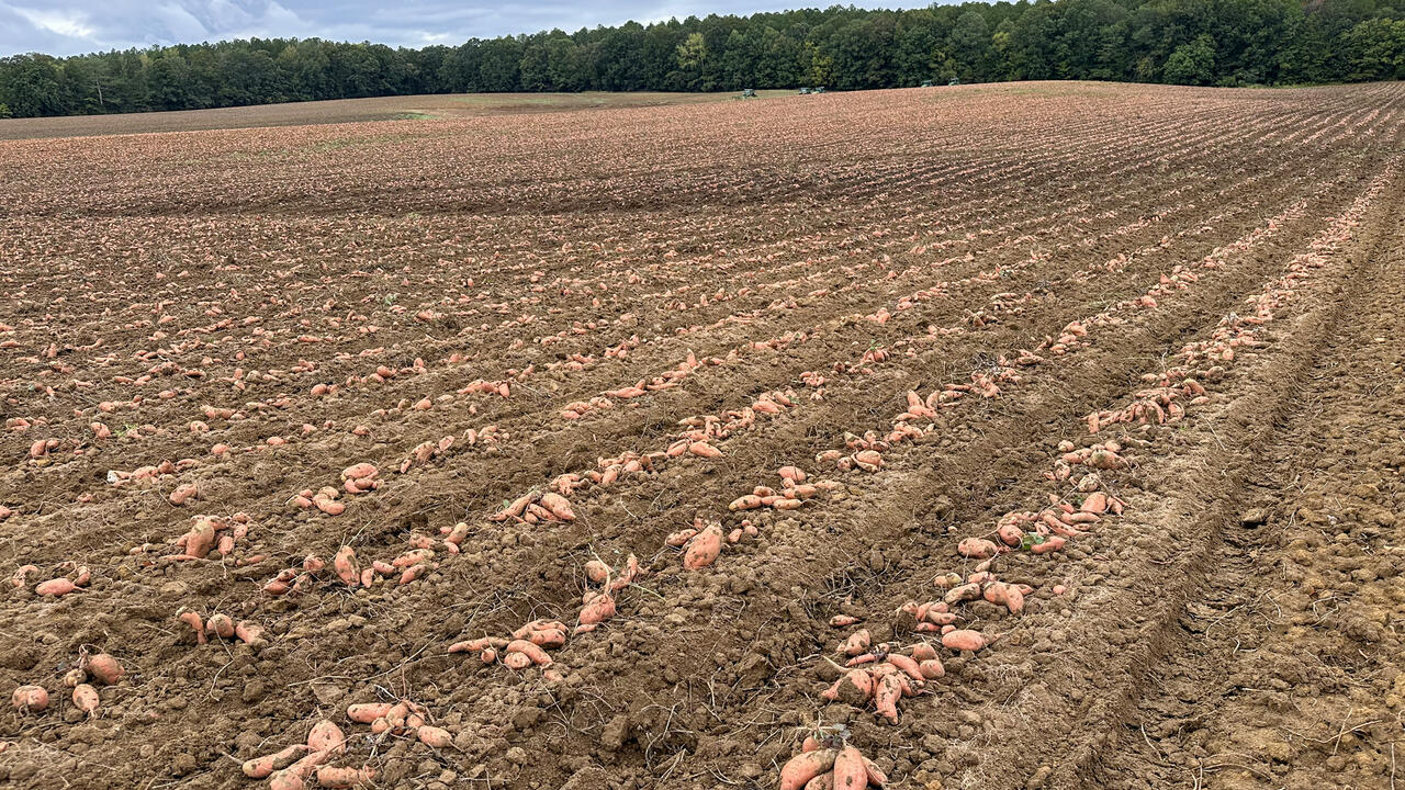 Sweet potatoes lie in rows on the ground across a field.