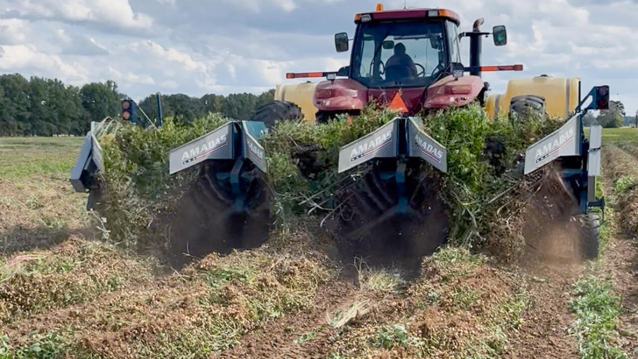 A tractor harvests peanuts from a field.