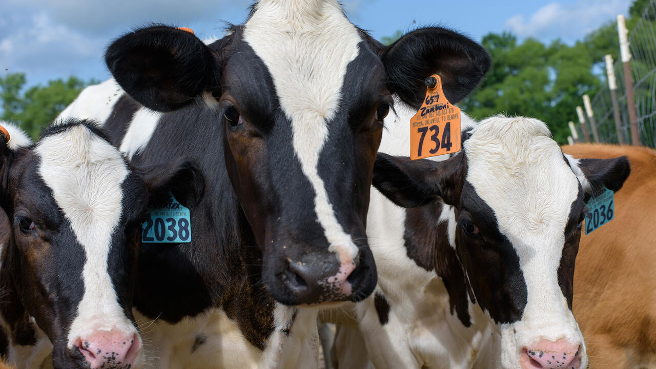 Dairy cows