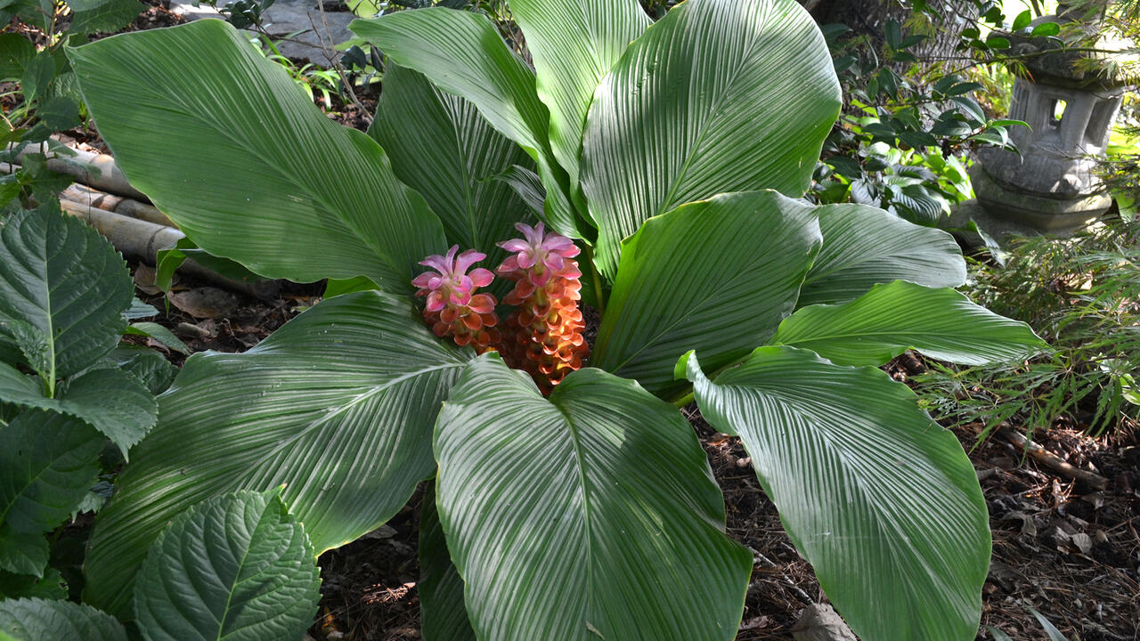 A plant with wide leaves has pink blooms at the center.