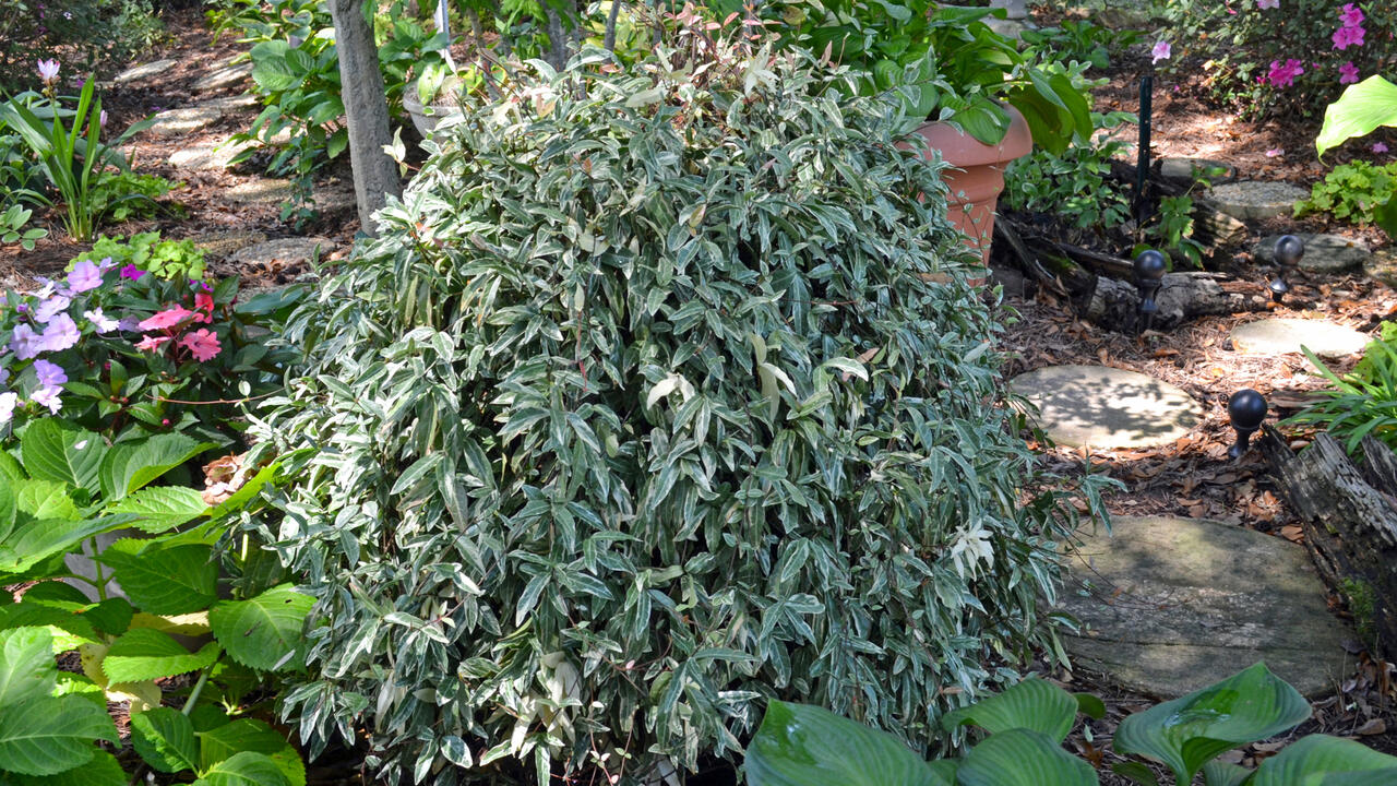A mounding plant has green and white leaves.