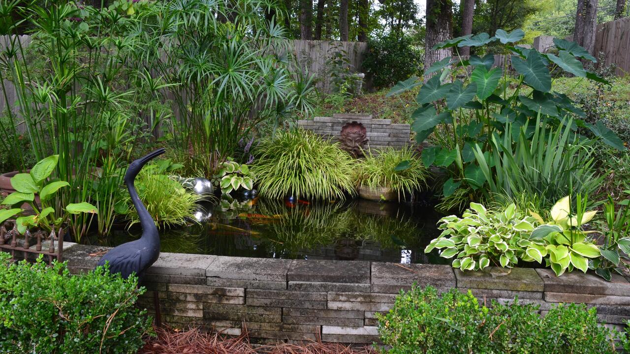 A variety of plants surround a garden pond.