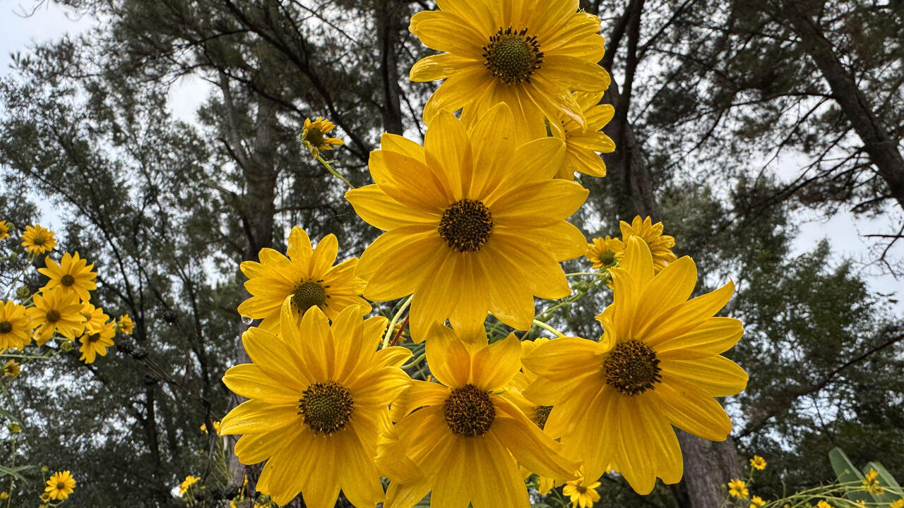 A cluster of yellow flowers have dark centers.