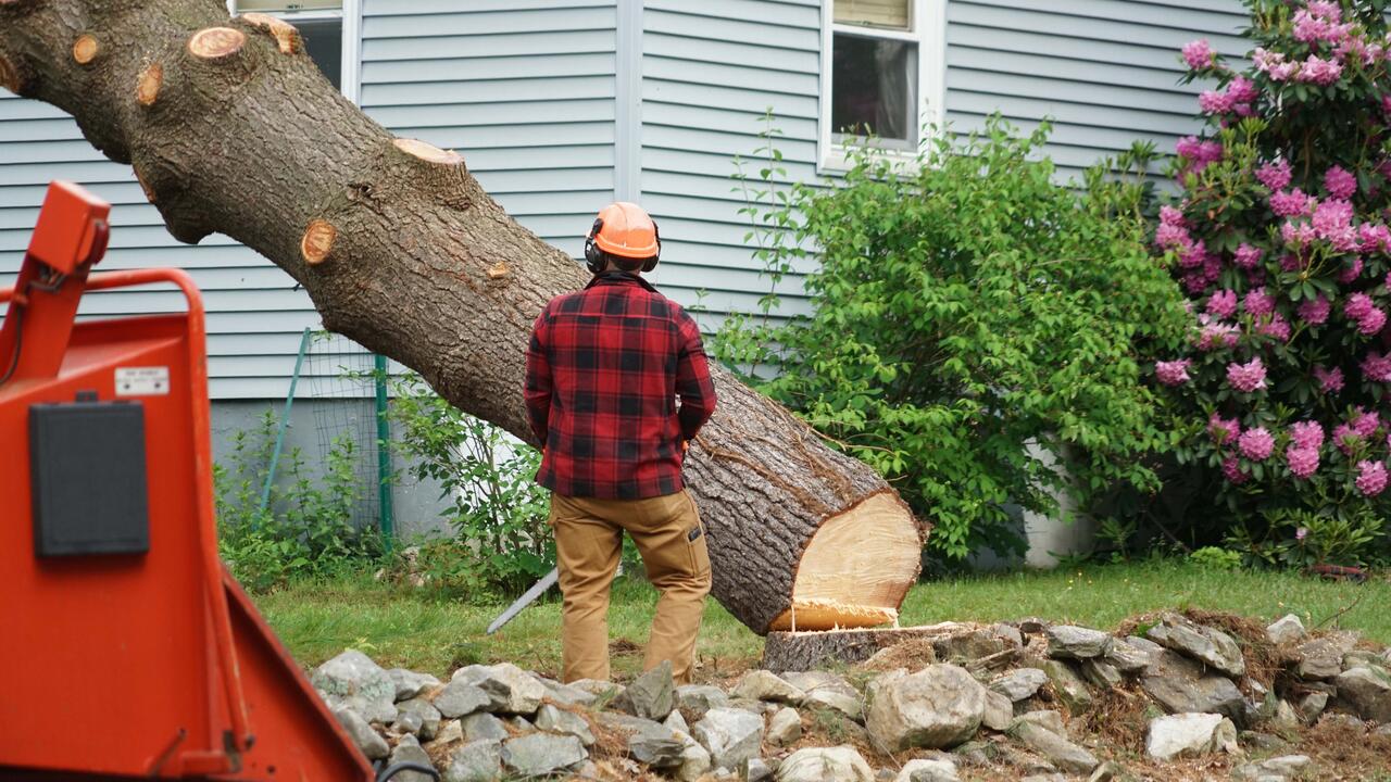 Tree cutter removing a tree from a home landscape.