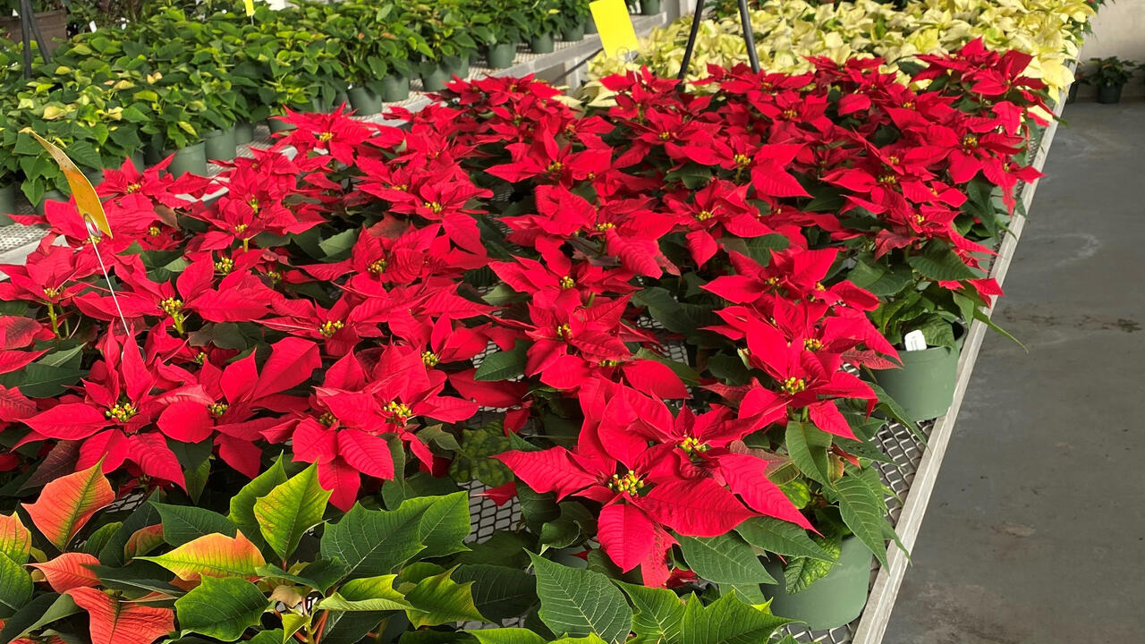 Several poinsettias sit on a table in a greenhouse.