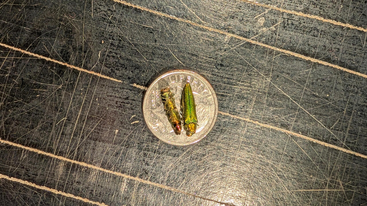 Two small green insects are seen on a dime.