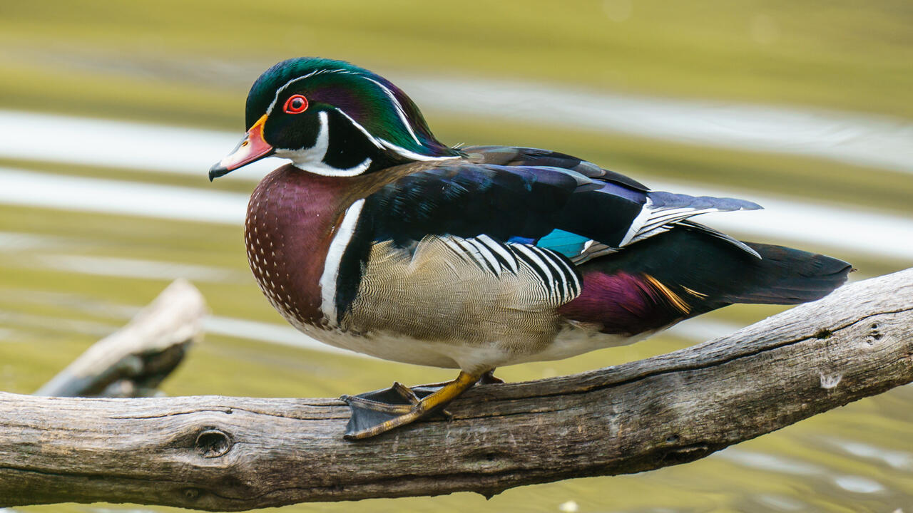 Wood Duck on a branch over water.