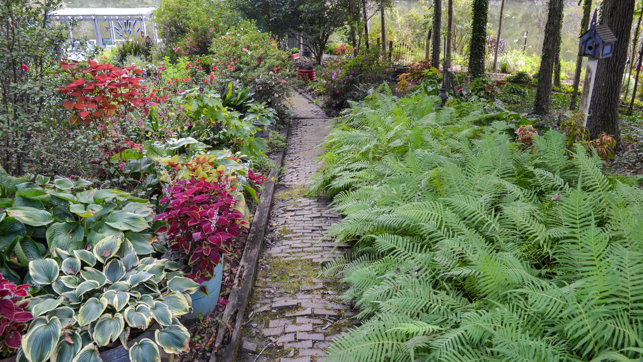 Green ferns line the right side of a brick path.