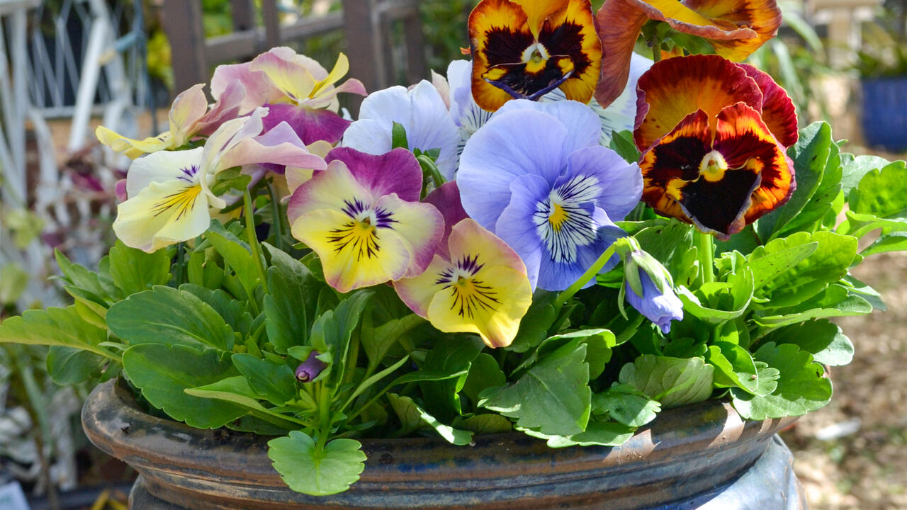 Colorful flowers bloom in a container.