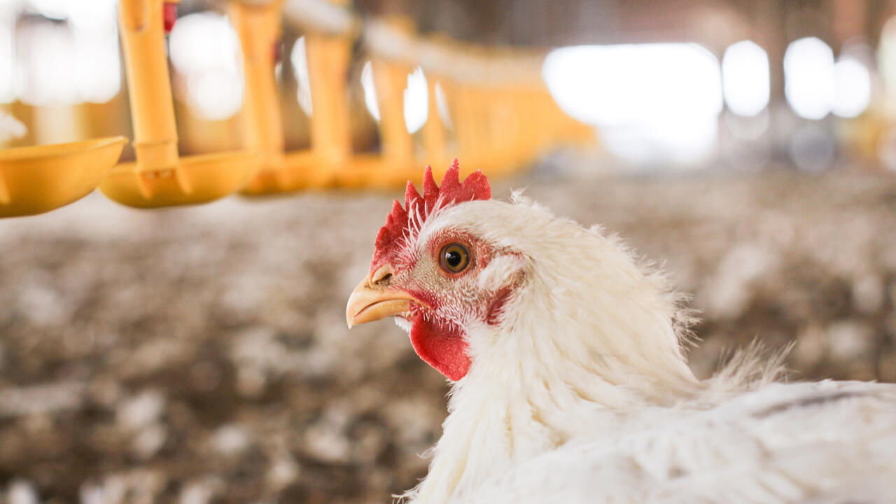 Close-up of a broiler’s head.