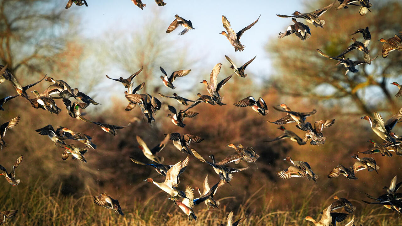 Large group of ducks flying