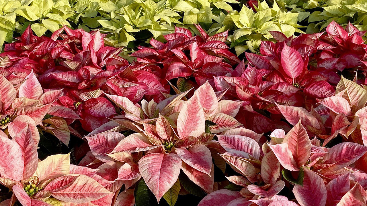 The frame is filled with a colorful variety of poinsettias.