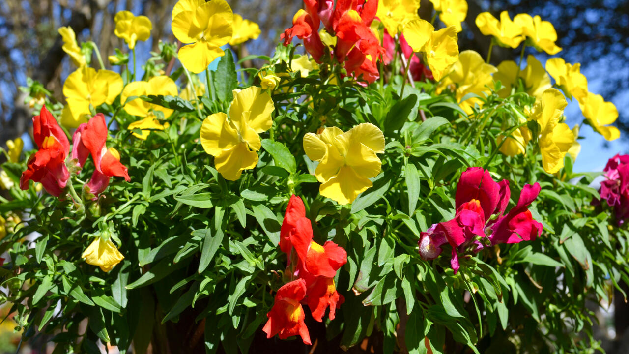 Yellow pansies and red snapdragons grow in a basket.