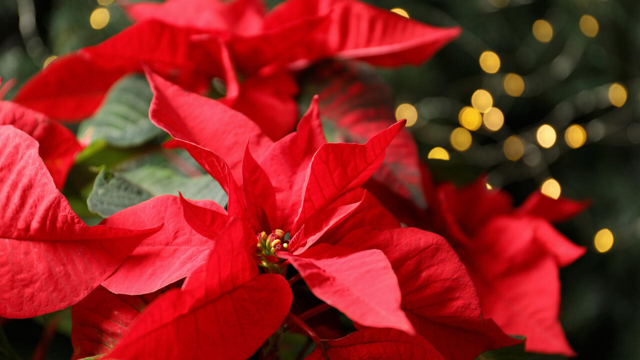 A red poinsettia is in front of a blurred background Christmas tree.